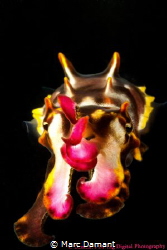 A tiny Flamboyant Cuttlefish floating to me on a dusk dive! by Marc Damant 